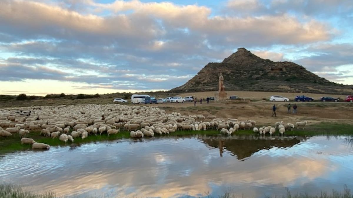 Los primeros rebaños entran en las Bardenas con temperaturas veraniegas