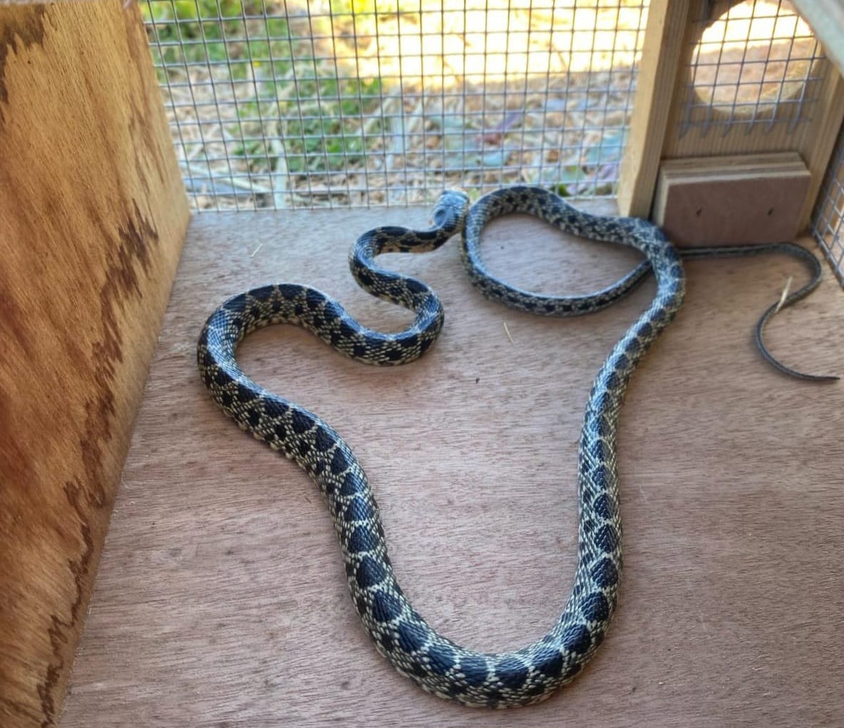 Imagen de una serpiente