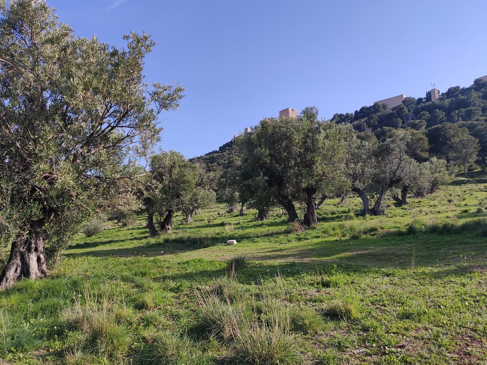 Olivares de Jaén, con el Castillo de la capital de fondo