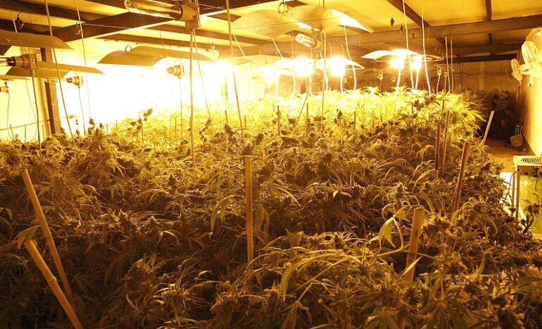 Imagen de la plantación hallada en el polígono de Oreitiasolo.