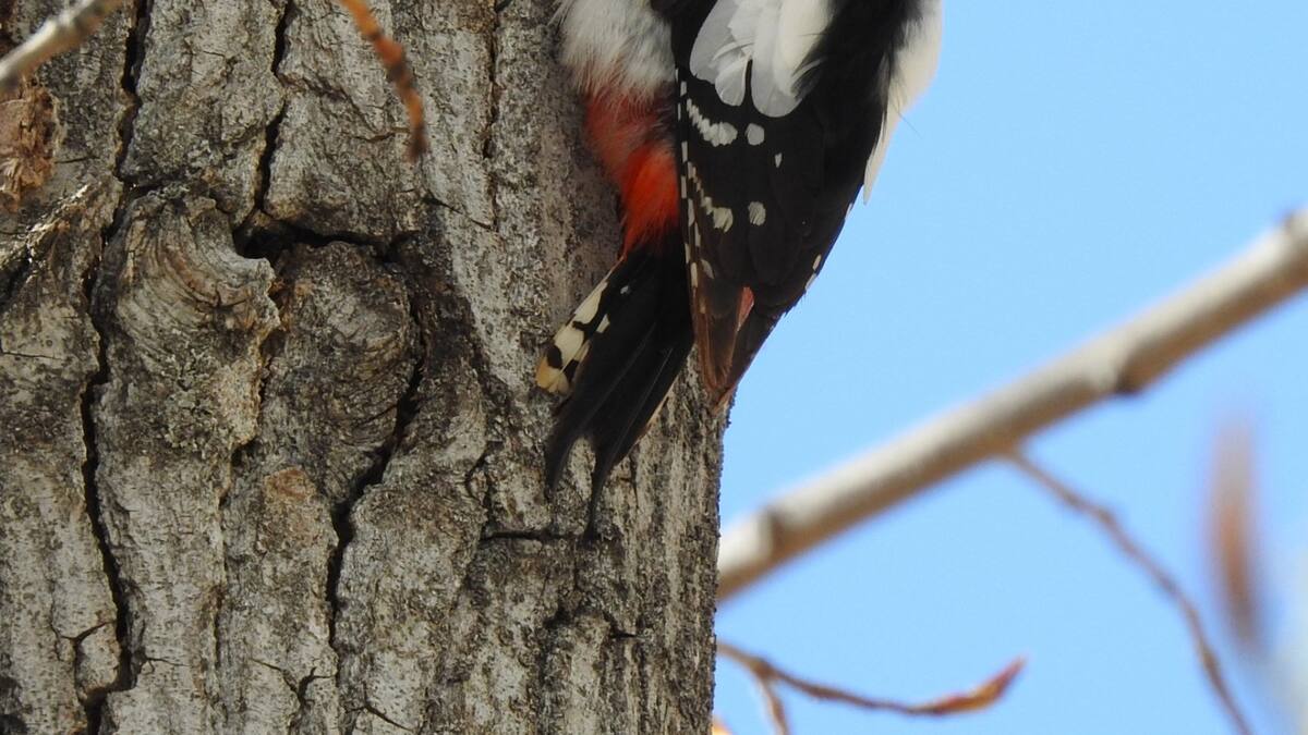 Nuestra naturaleza: El canto de las aves II