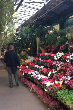 El mercado dominguero de las flores y las mascotas de París.