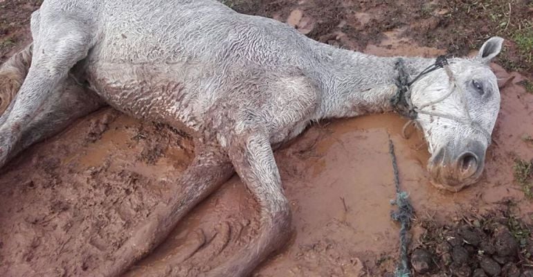 El caballo tirado en el suelo con la cuerda que le impedía moverse.