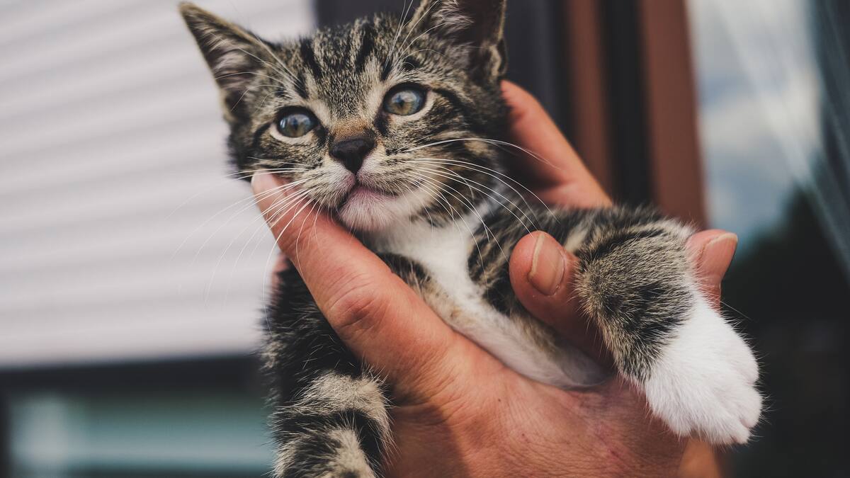 Carnés de alimentador de gatos para tratar de controlar las colonias felinas