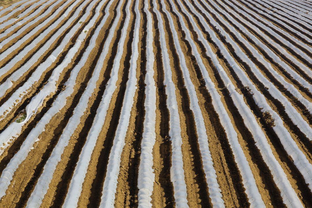 La campaña de otoño e invierno es fundamental para el campo murciano