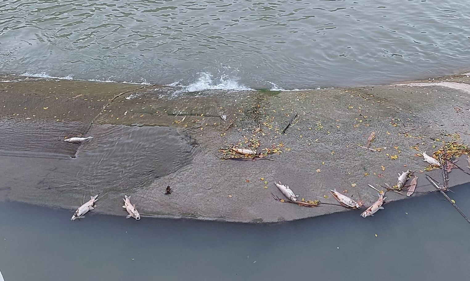 Huermur denuncia la aparición de peces muertos en el cauce del río Segura