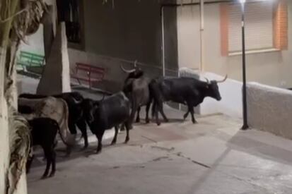 Vacas escapadas en Alcalá de Xivert