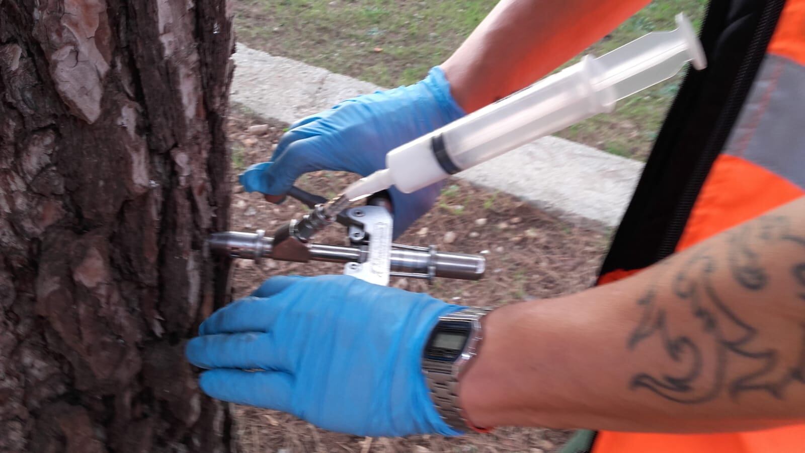 Un operario de Tavernes de la Valldigna inyecta el tratamiento en un árbol.