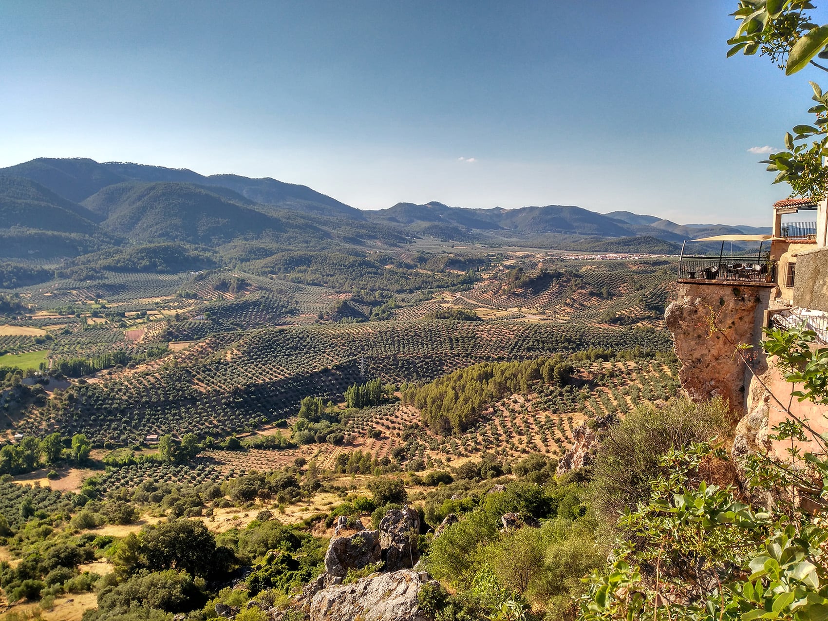 Olivos en  la comarca de la Sierra de Segura.