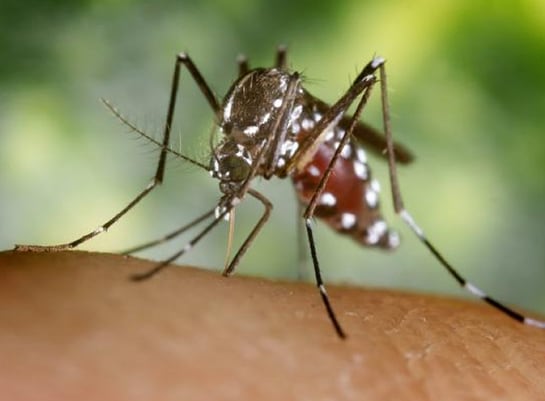 El mosquito tigre (Aedes albopictus) es una especie de díptero nematócero perteneciente a la familia Culicidae. Se caracteriza por su coloración negra con ornamentación blanca en tórax y abdomen, patas a bandas negras y blancas