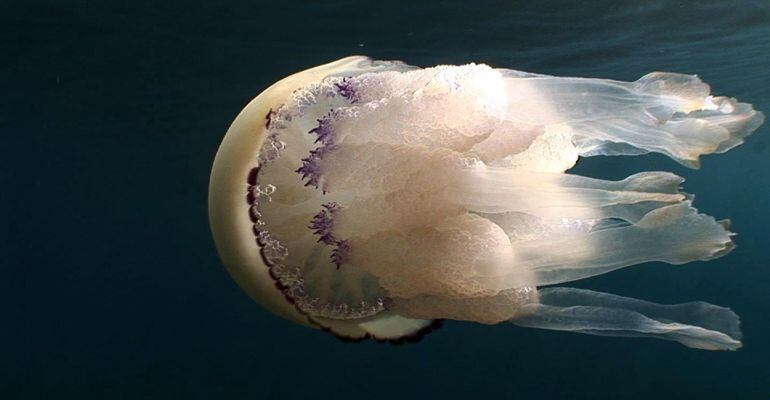 L'exposició sobre el mar Mediterrani es podrà veure al Caixaforum fins al març.