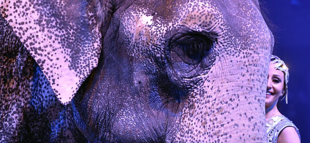 La modificación incluye, entre otras, la definición de animal salvaje