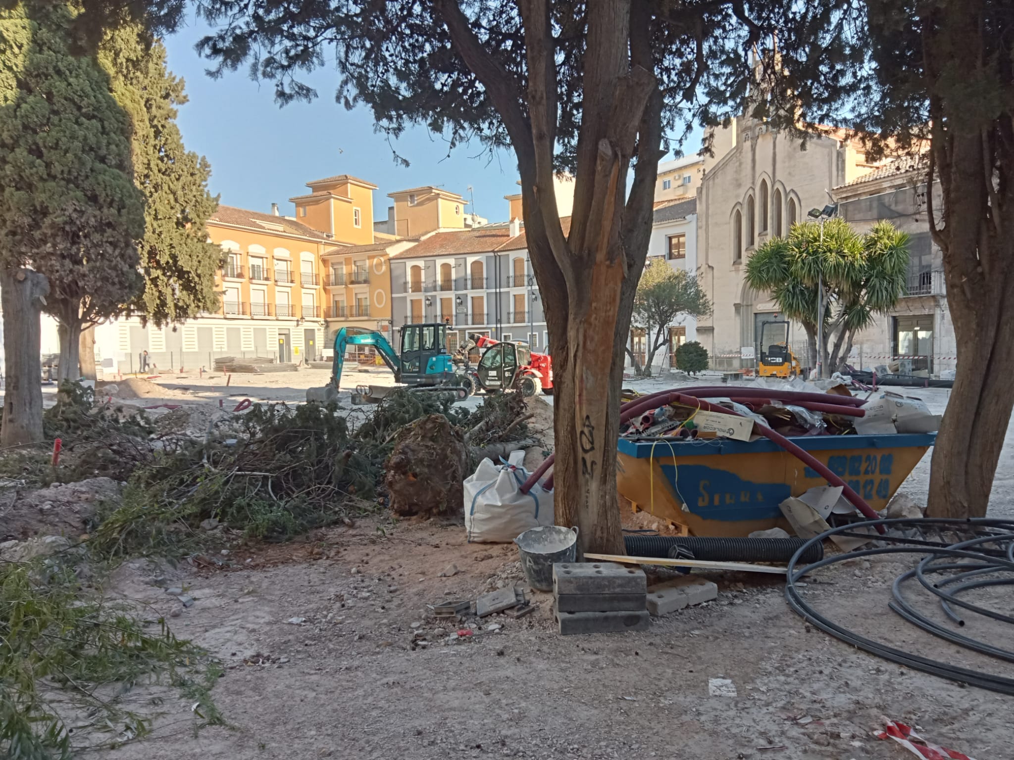Arboles talados en la Plaza