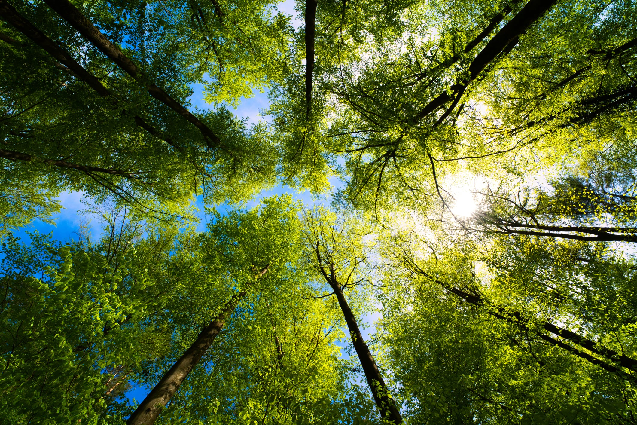 Un estudio analiza el papel de los bosques municipales como sumideros de carbono