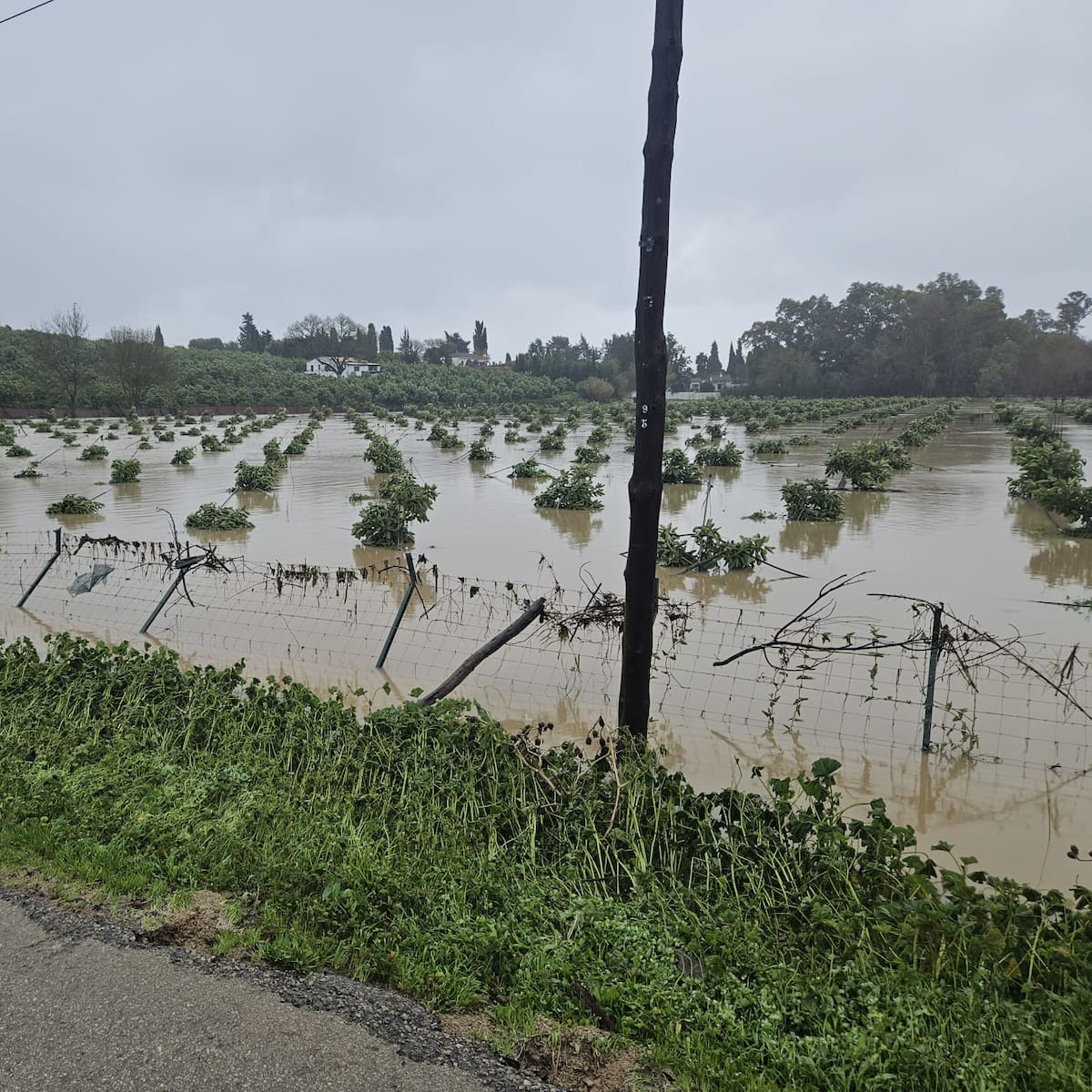 Los cultivos gravemente afectados por la borrasca Kristin