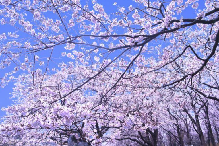 Cerezos en flor