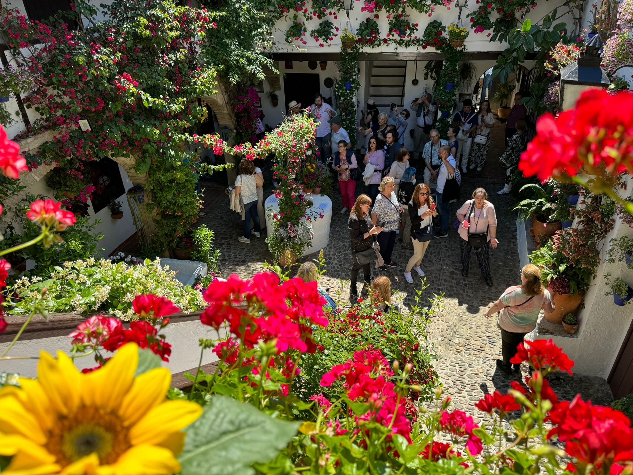 Córdoba recibe a miles de personas para visitar sus patios en flor abiertos al mundo, una fiesta declarada Patrimonio de la Humanidad