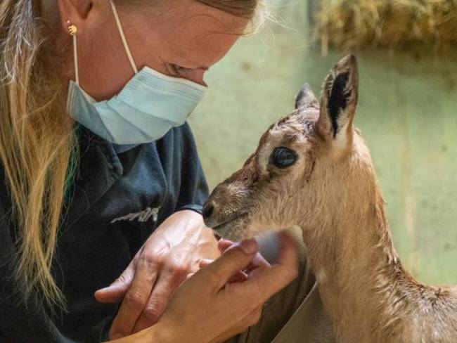 Gacela en el Bioparc de València con una cuidadora