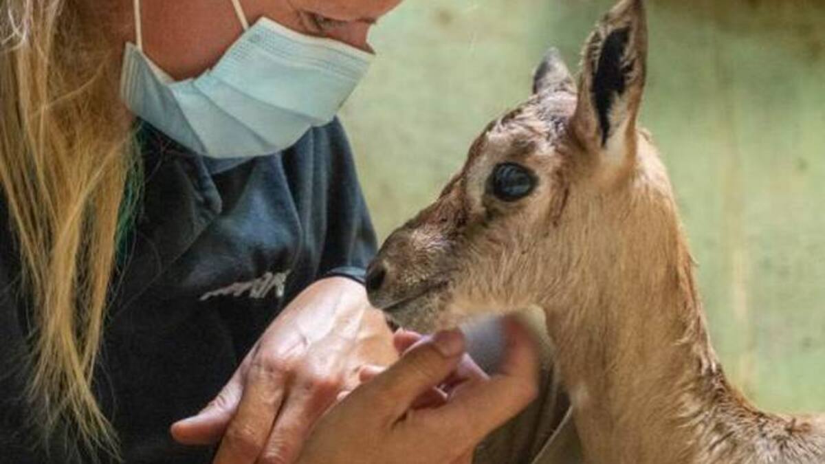 Bioparc, catorce años creando conciencia medioambiental