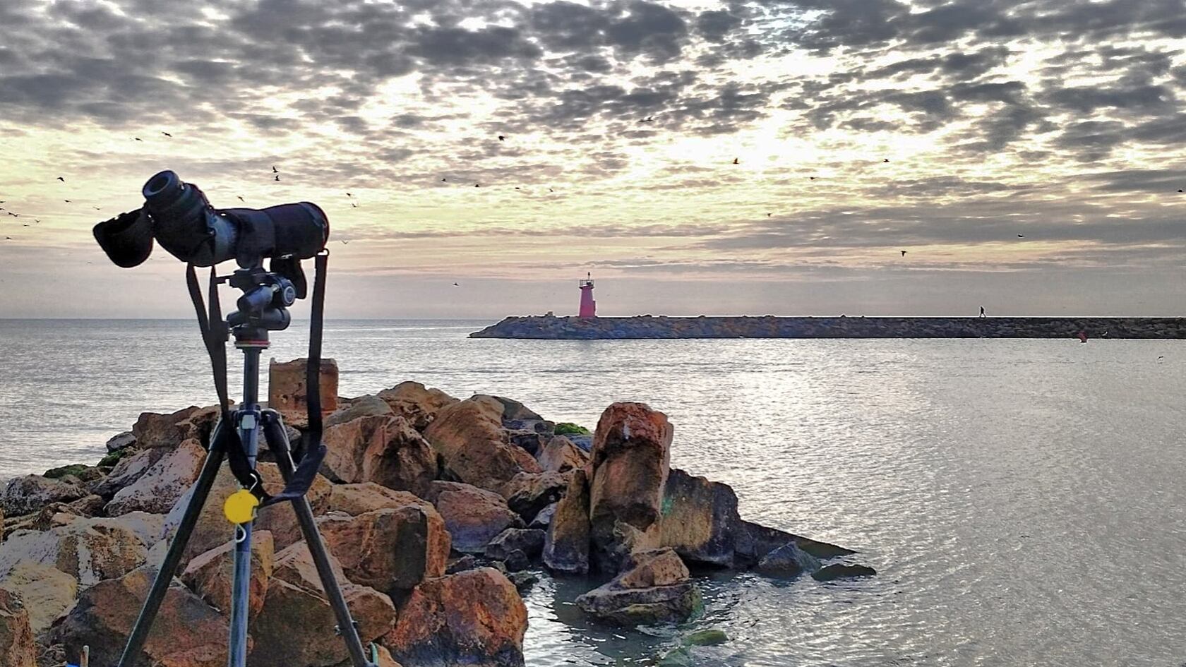 Censo en la desembocadura del rio Segura
