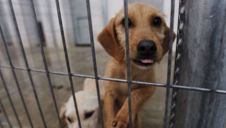 Perro abandonado en un refugio de animales