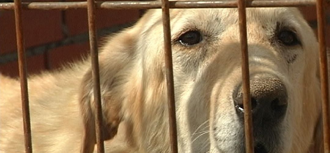 Perro en un centro de la Comunidad de Madrid