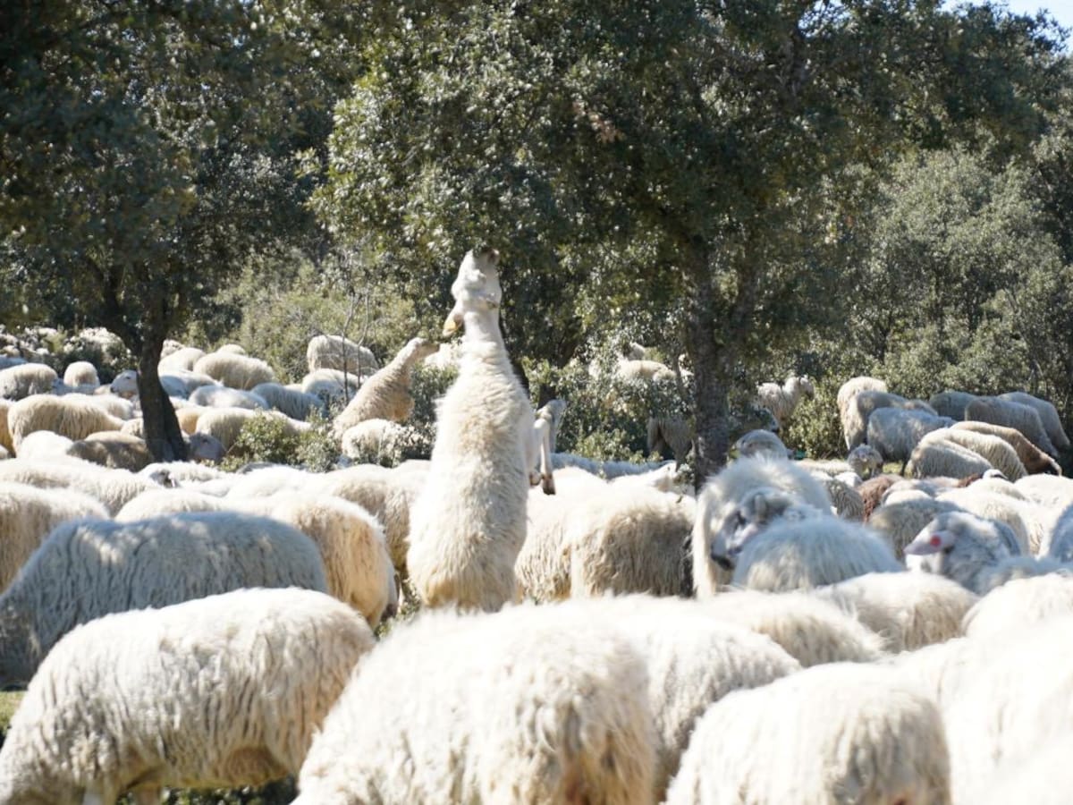 El rebaño como cortafuegos: Madrid amplía el pastoreo preventivo en sus montes