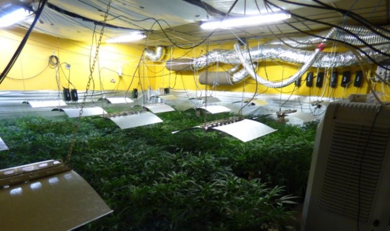 Plantación de marihuana en Betoño. Vitoria