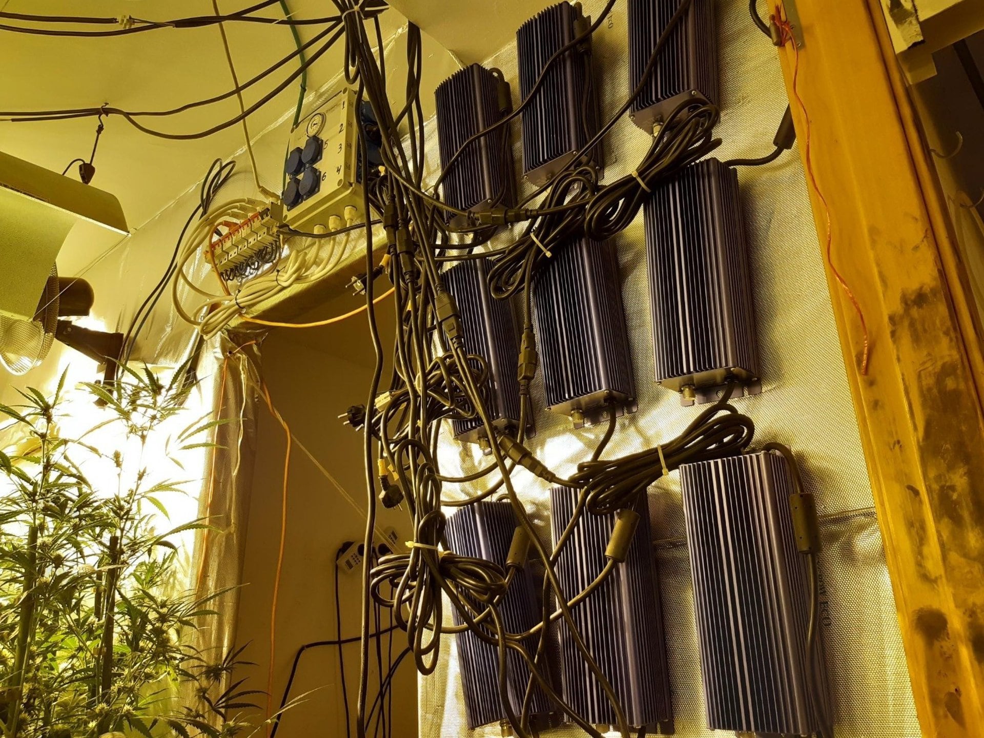 Instalación eléctrica en una plantación de marihuana.- ENDESA