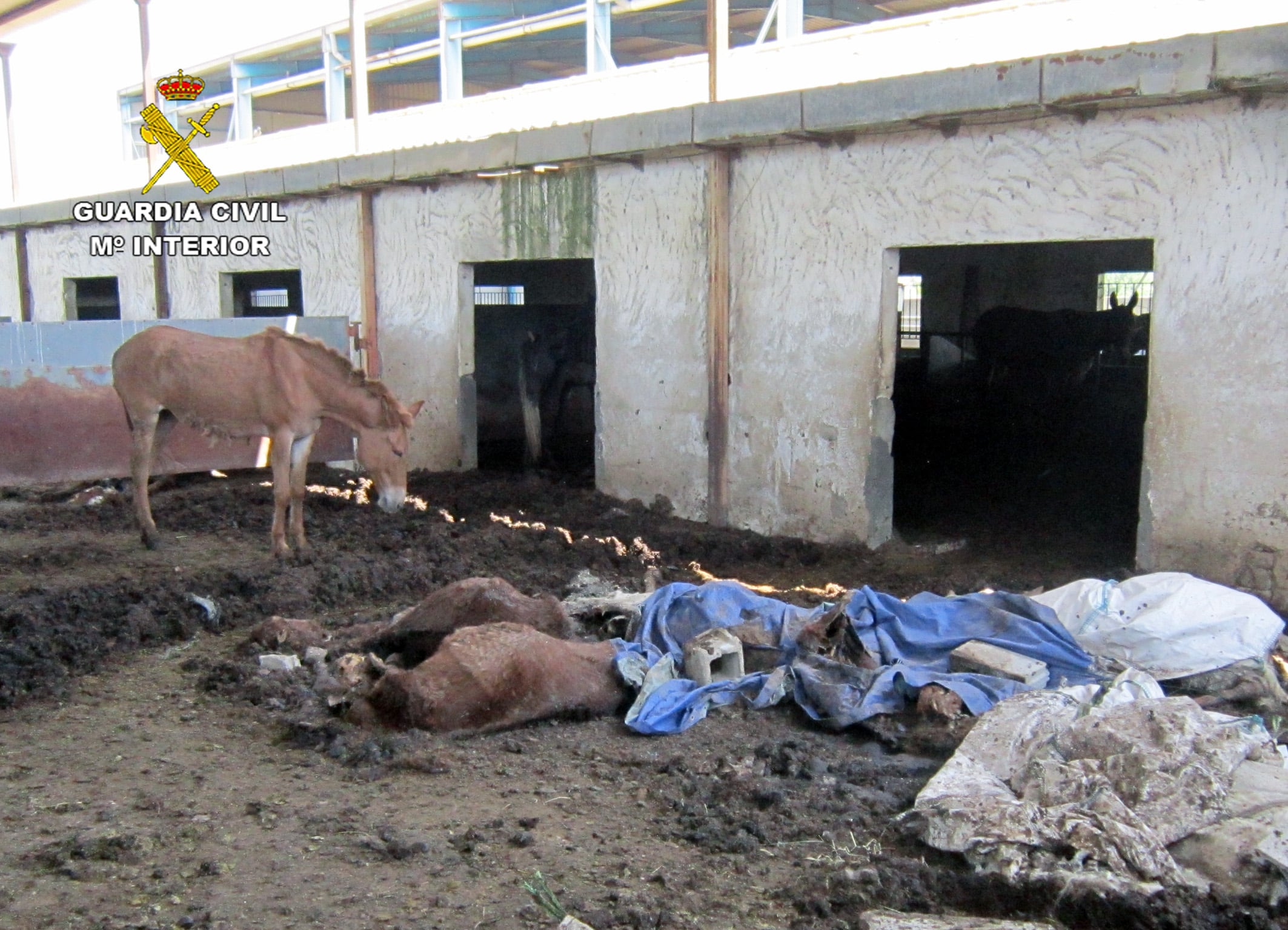 Hallan trece caballos muertos en una finca de Monteagudo / Guardia Civil Región de Murcia