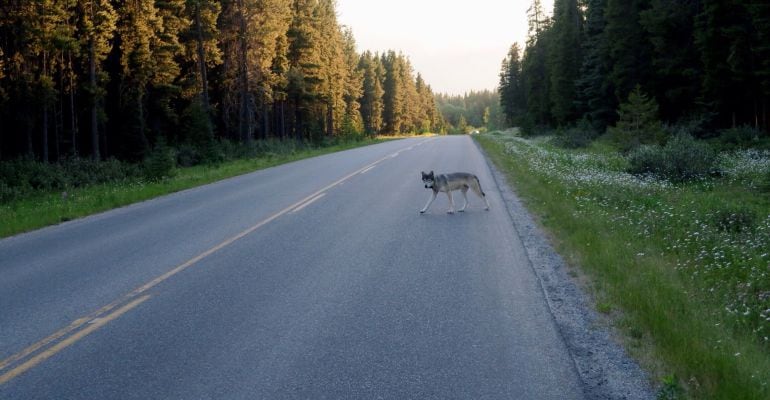 Un ejemplar joven de lobo cruzando una carretera