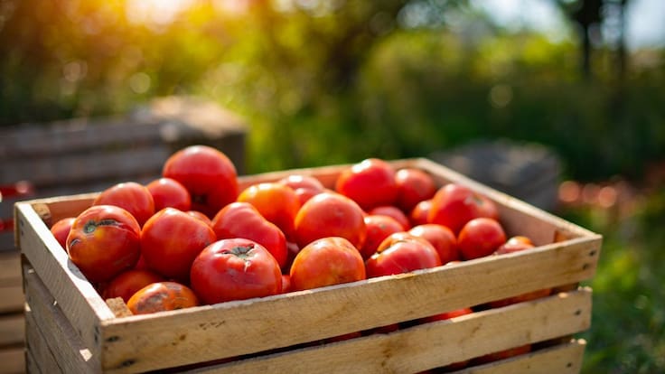 Banco de semillas de tomate antiguo de Bezana