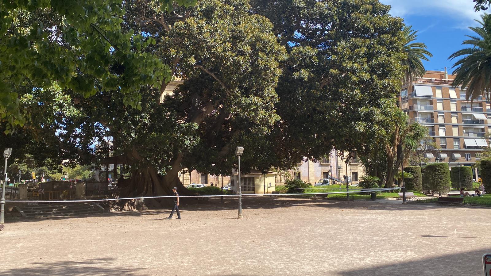 Cae un ficus del Parterre de València