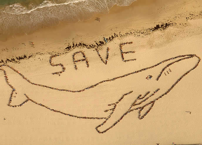 Un grupo de personas forman una ballena en la arena de una de las playas de Sidney.
