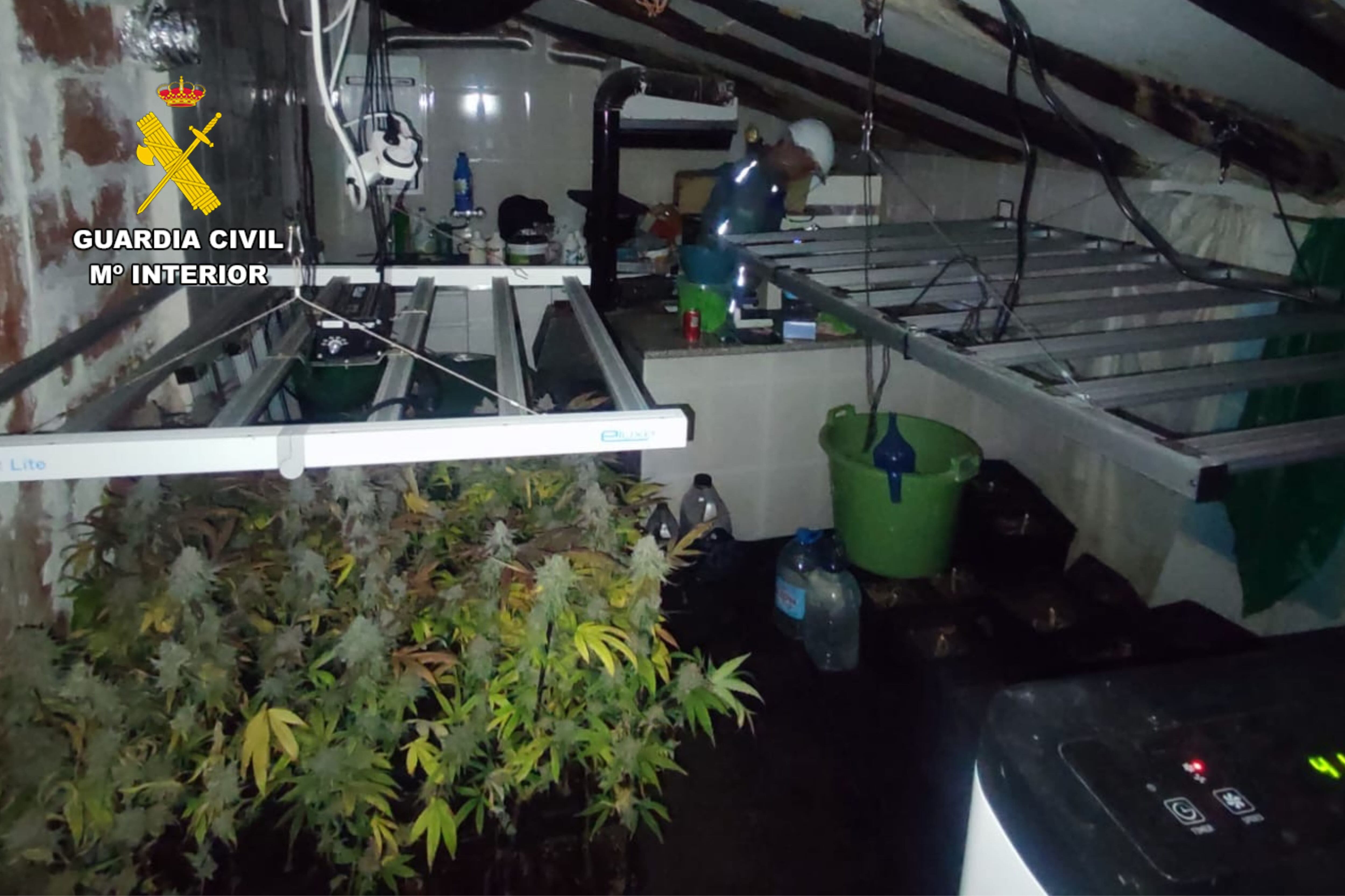 Detenido por cultivar 346 plantas de cannabis en Puendeluna