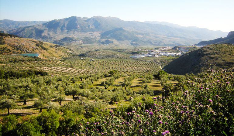 Paisaje de olivares de Sierra Mágina