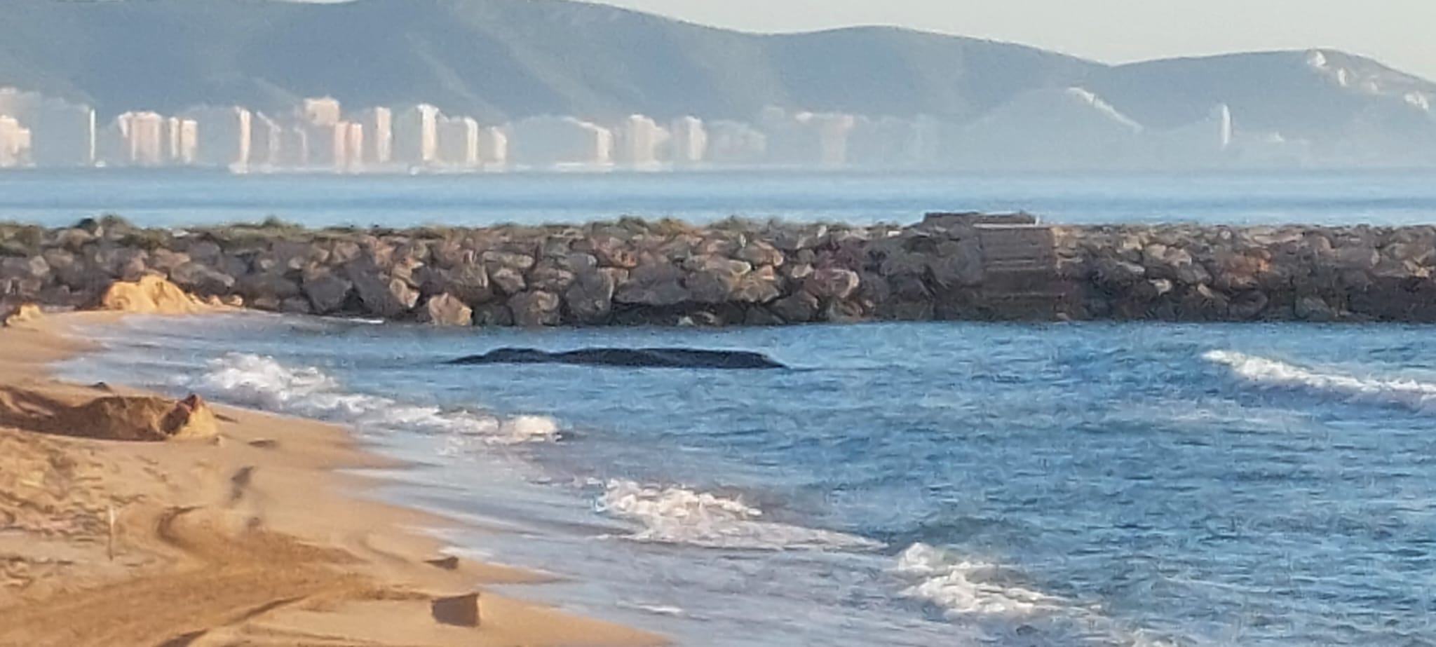 Ballena varada en la playa de Tavernes de la Valldigna.