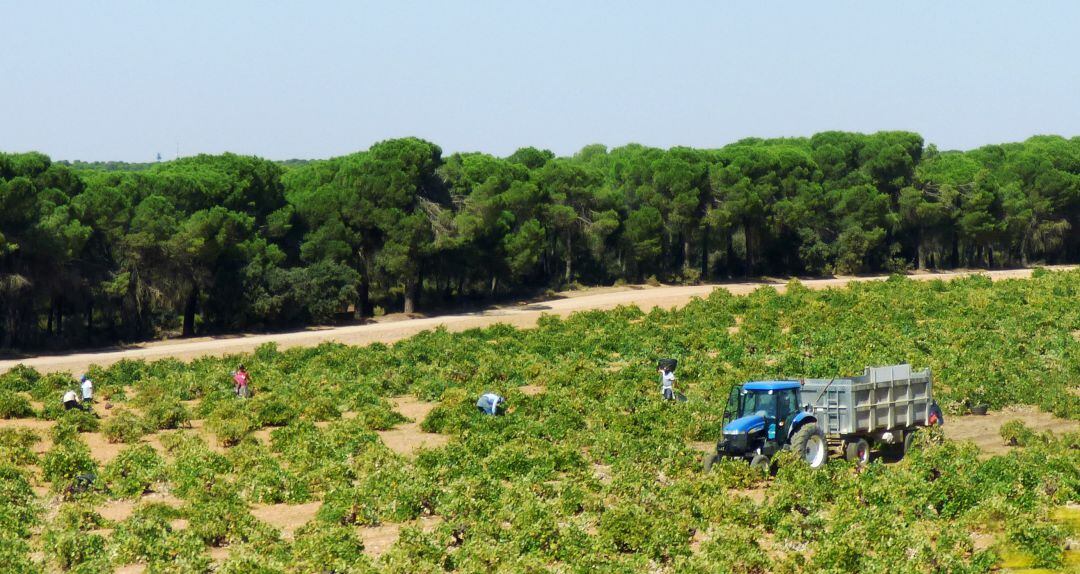 La campaña de la vendimia baja el paro registrado en el sector agrícola.