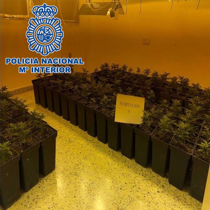 Plantas de marihuana intervenidas por la Policía Nacional en una nueva operación antidroga