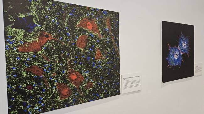 Algunas de las obras de la exposición