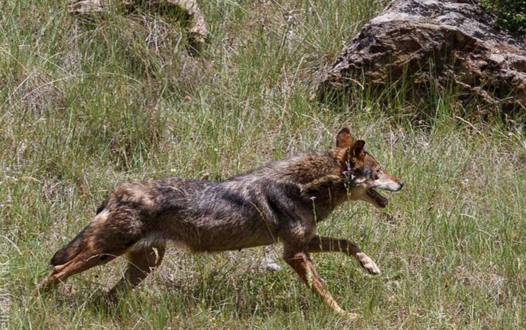 Lobo ibérico.