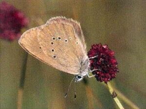 Mariposa Hormiguera Oscura posada sobre la flor de su planta nutricia
