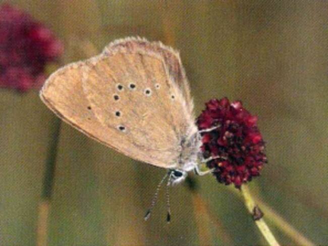 Mariposa Hormiguera Oscura posada sobre la flor de su planta nutricia