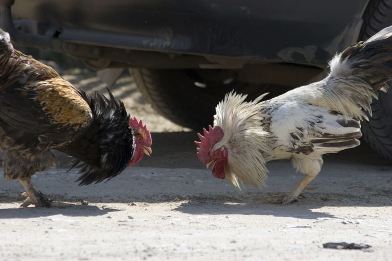 Imagen de archivo de una pelea de gallos