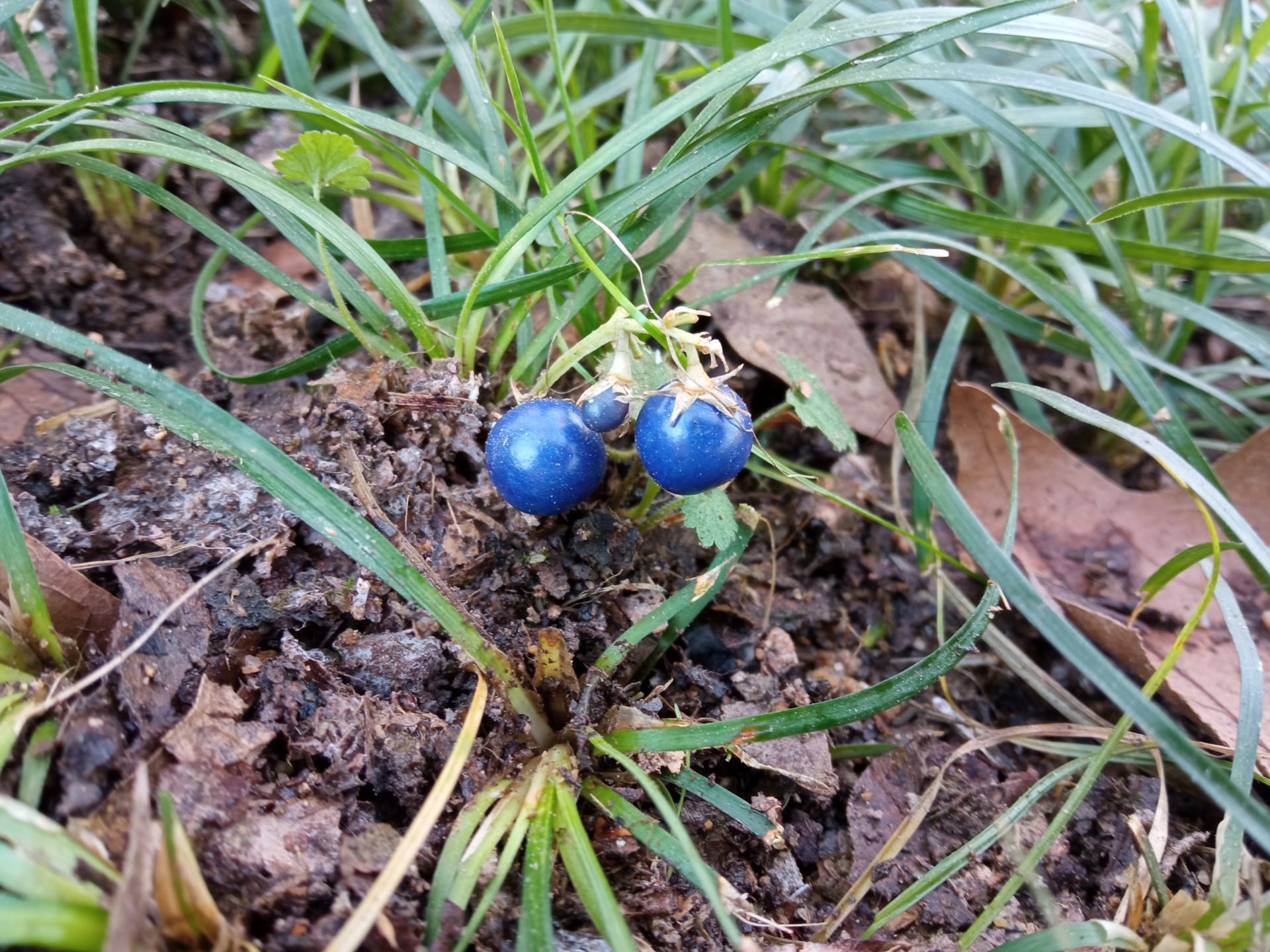 La planta entapissant de l'Àsia Oriental, que s'ha trobat a diferents punts d'Anglès i Santa Coloma de Farners