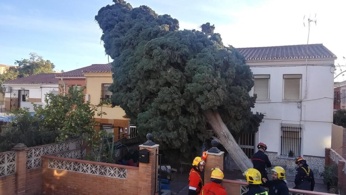 Árbol caído en Málaga