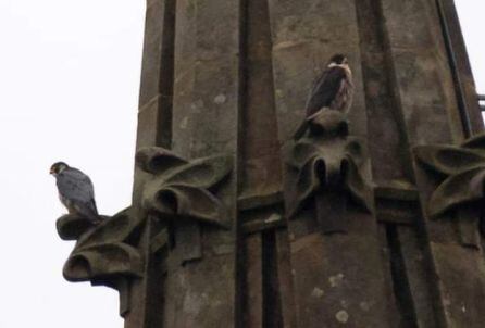 Imagen de halcones peregrinos en el Buen Pastor