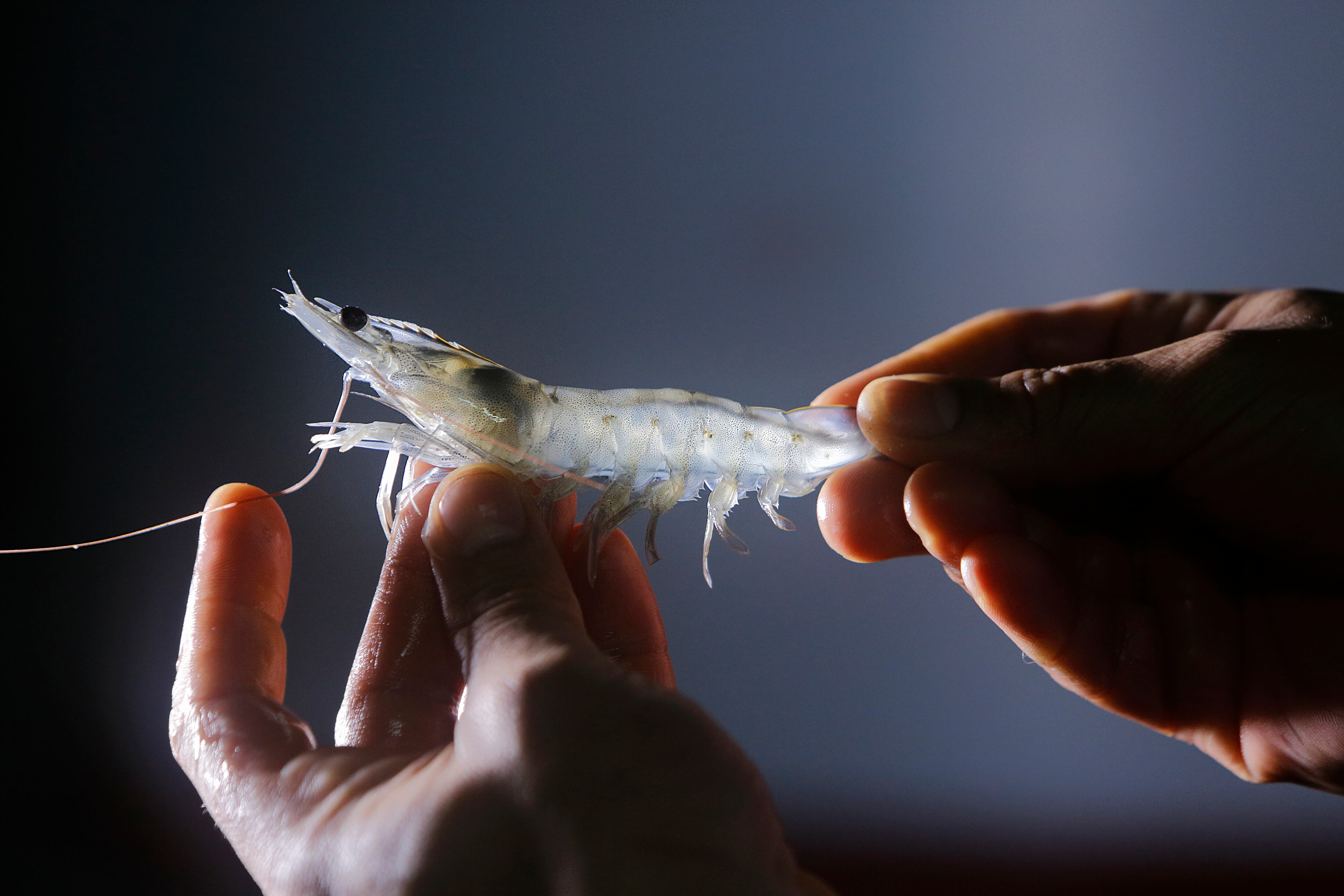 Langostino criado en la granja Noray en Valladolid