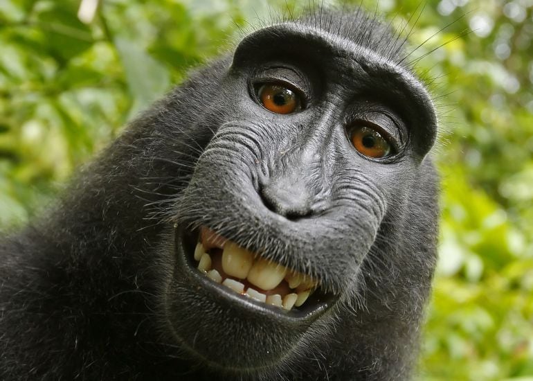 Imagen del &#039;selfie&#039; tomado por el macaco