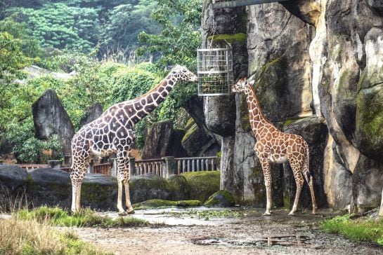 Varias jirafas en el Zoo de Taipei